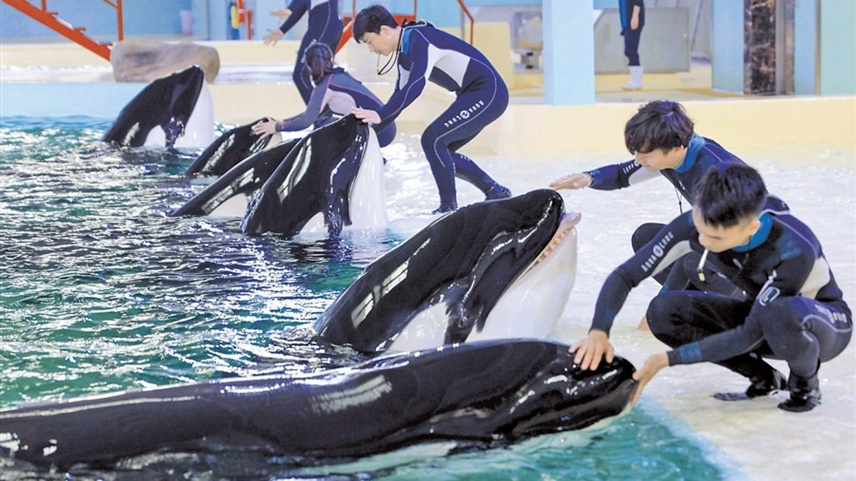orca breeding centre chimelong blooloop thomas cook