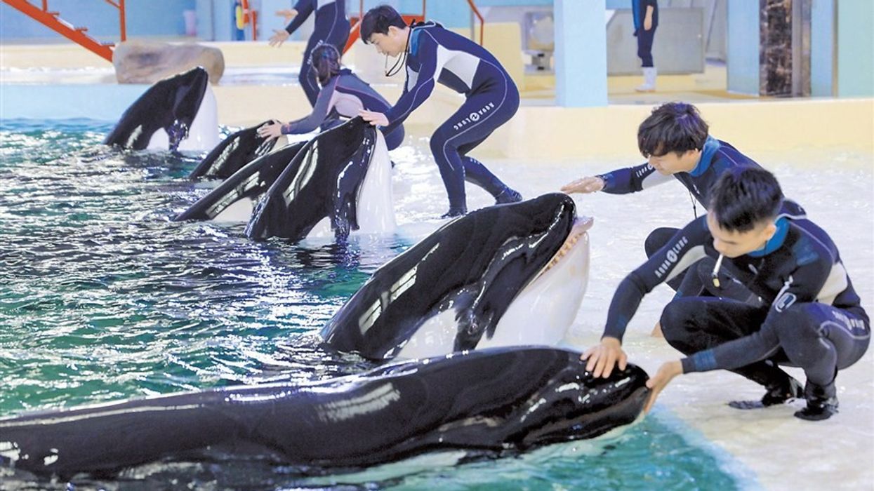 orca breeding centre chimelong blooloop thomas cook