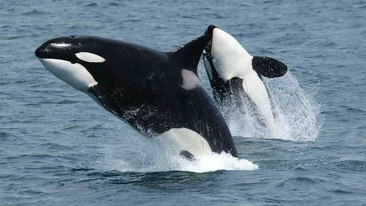 orcas killer whales china marine park