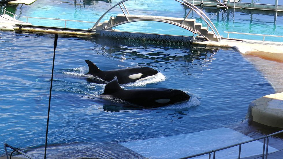 orcas marineland