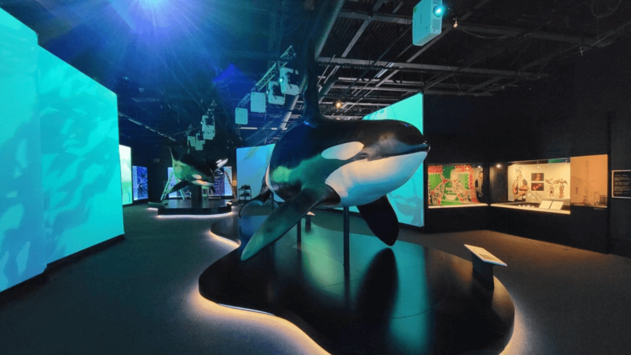 Orcas: Our Shared Future exhibition