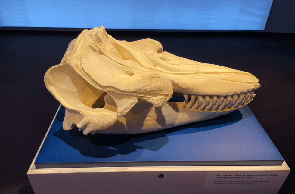 Orcas: Our Shared Future exhibition