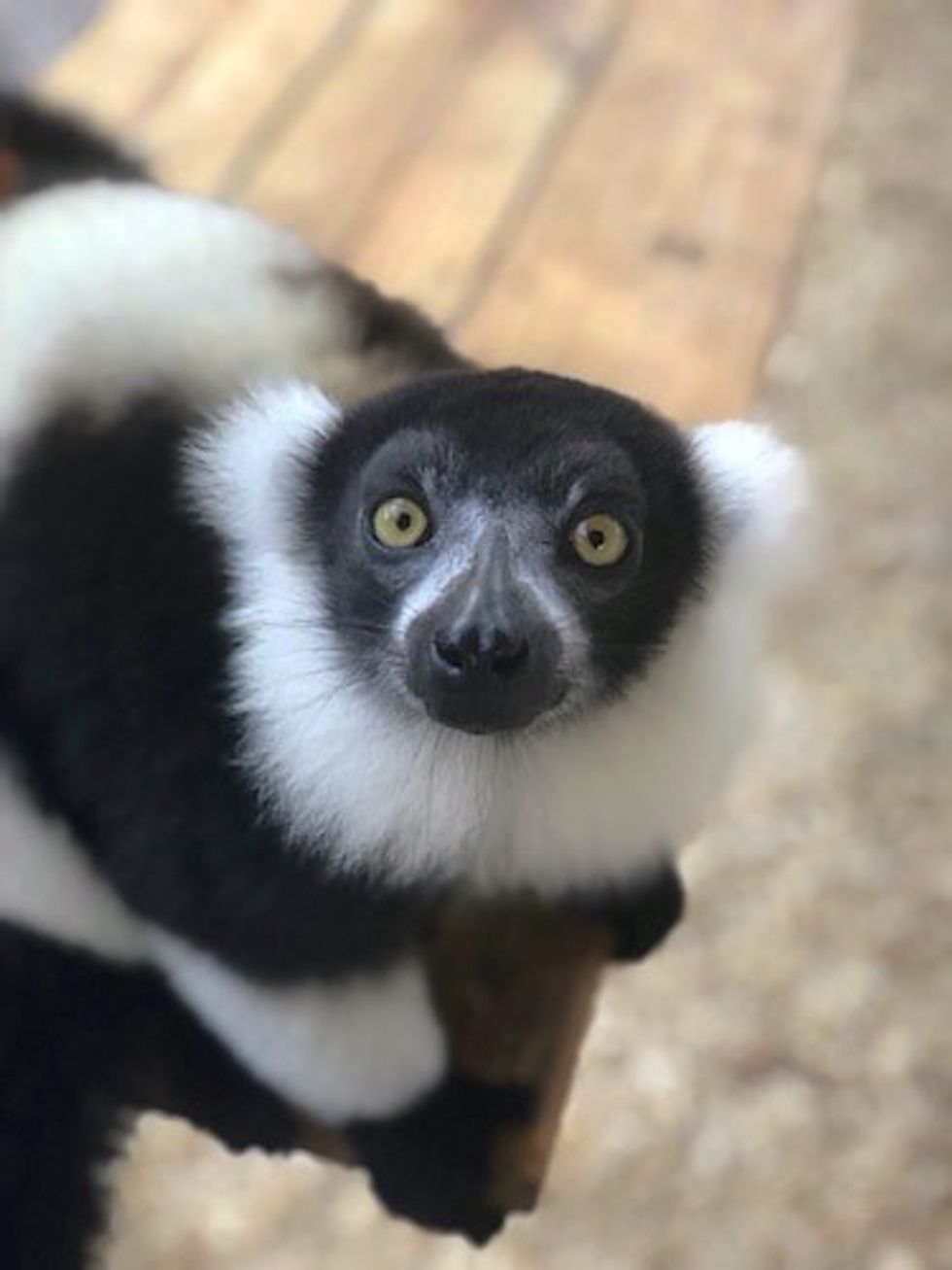 Orion the Lemur