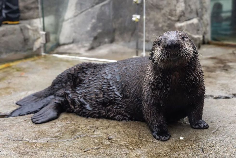 Otter at Vancouver Aquarium