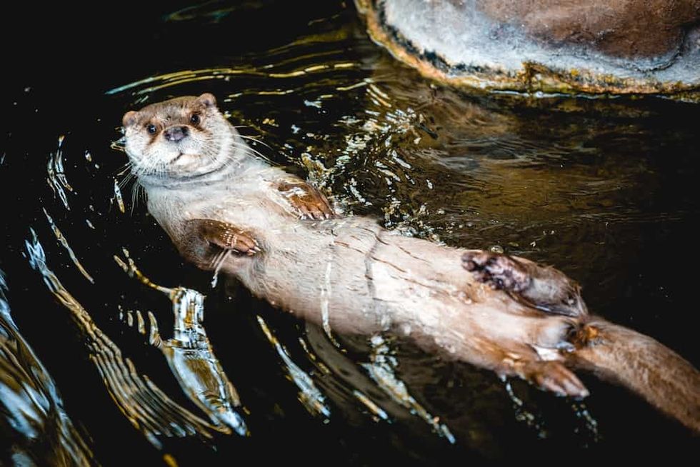 Otter Barcelona Zoo animalist