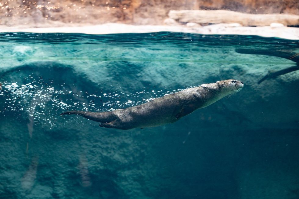 Otter