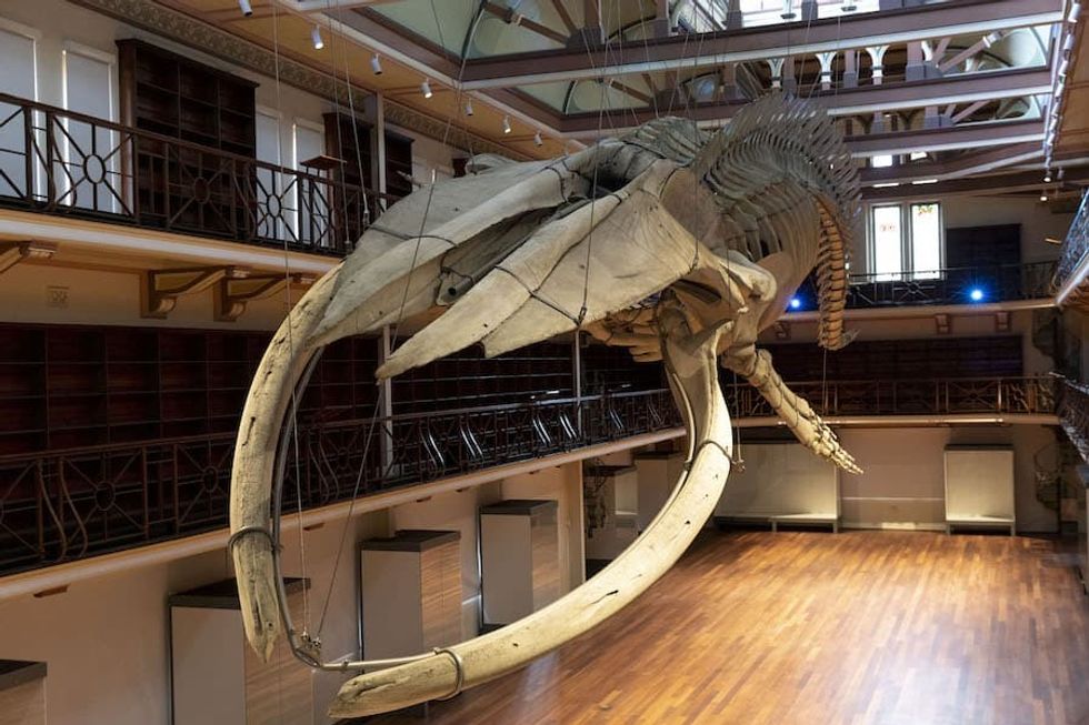 Otto the blue whale WA Museum