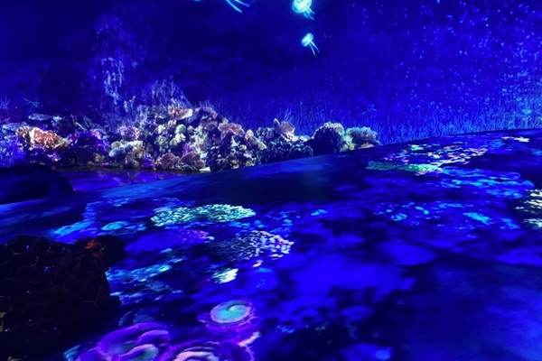 Our-Ocean-Our-Future-jellyfish