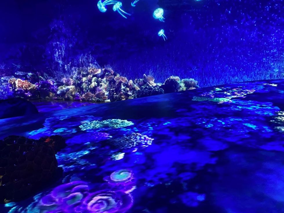 Our Ocean Our Future jellyfish