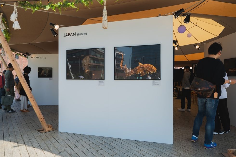 Outdoor photo exhibition featuring Japanese wildlife images.