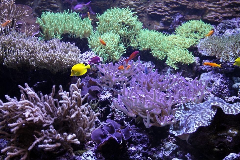 Pacific Coral Reef exhibit Seattle Aquarium