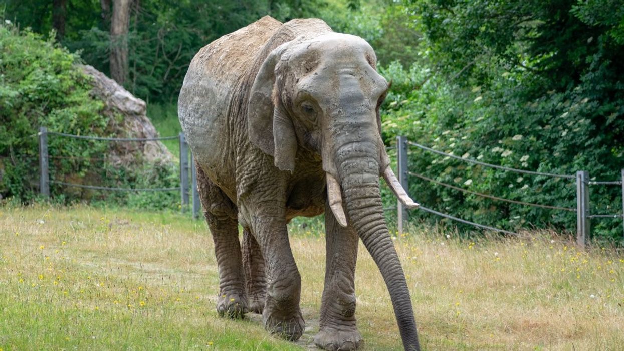 paignton zoo duchess elephant