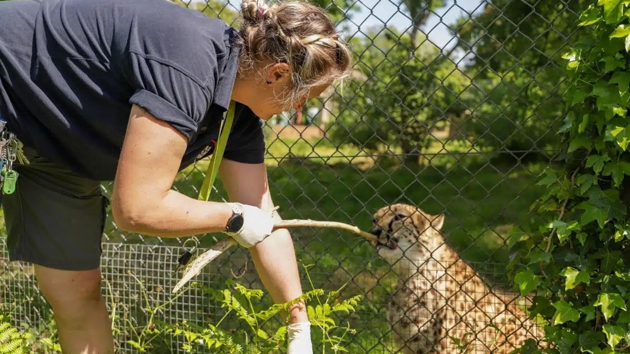 paignton zoo new database endangered species care