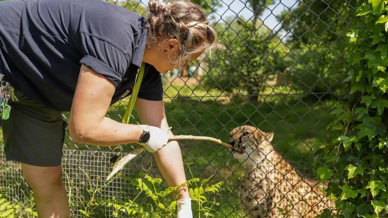 paignton zoo new database endangered species care