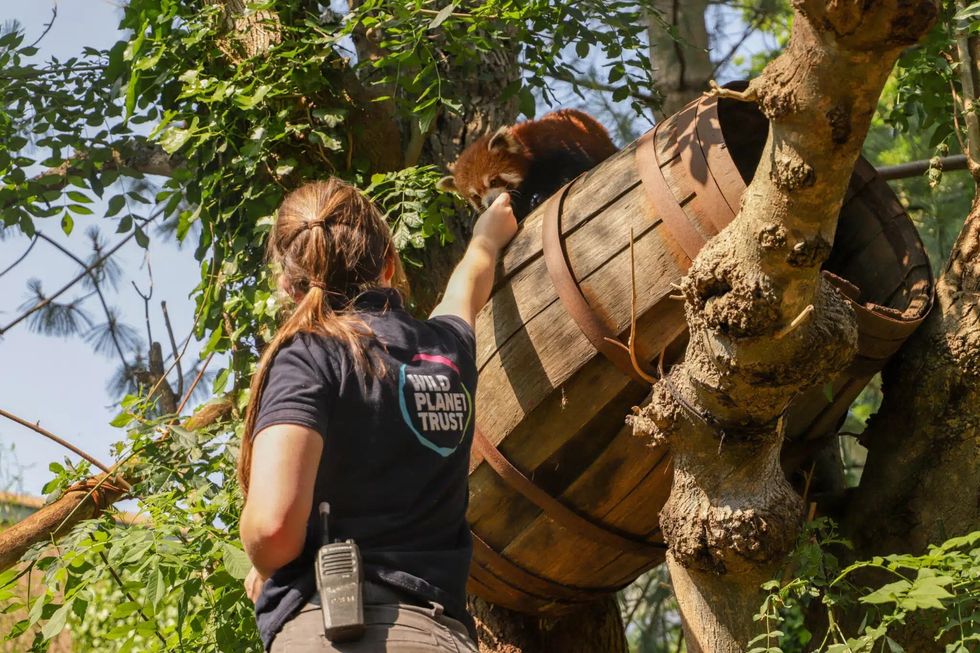 paignton zoo new database endangered species care