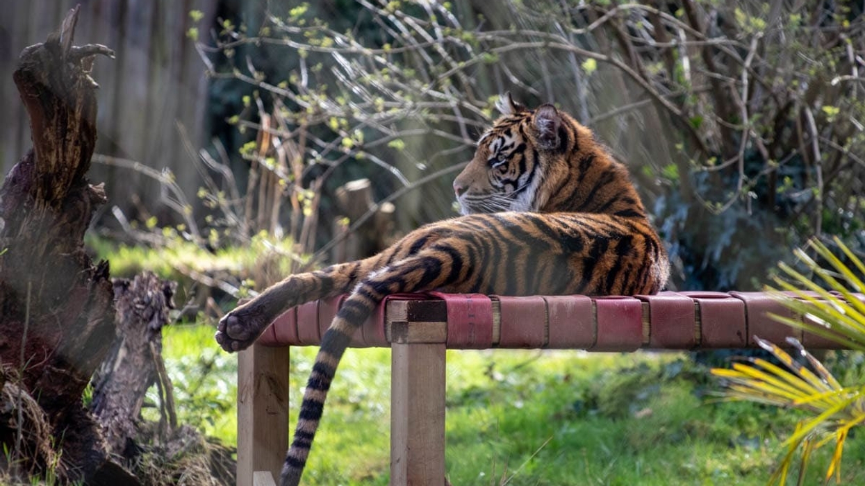 paignton zoo