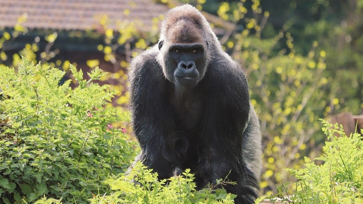 paignton zoo