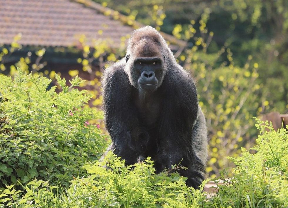 paignton zoo