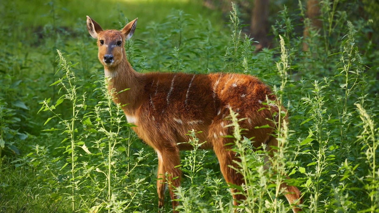 paignton zoo