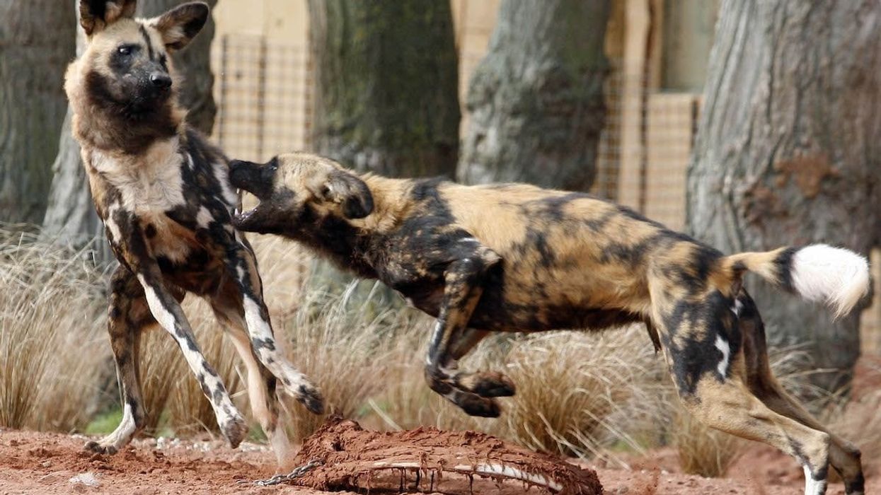 painted dogs at chester zoo uks most viisted attraction outside london