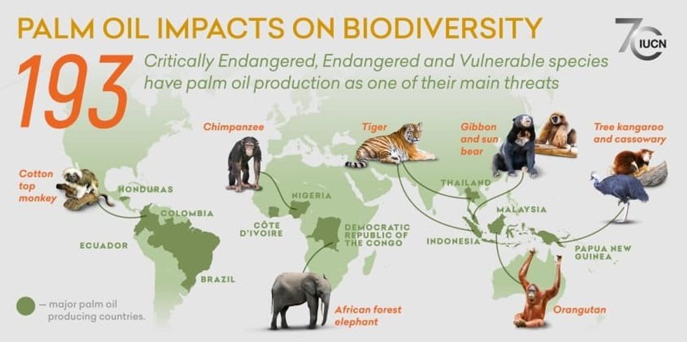 Palm Oil impacts biodiversity
