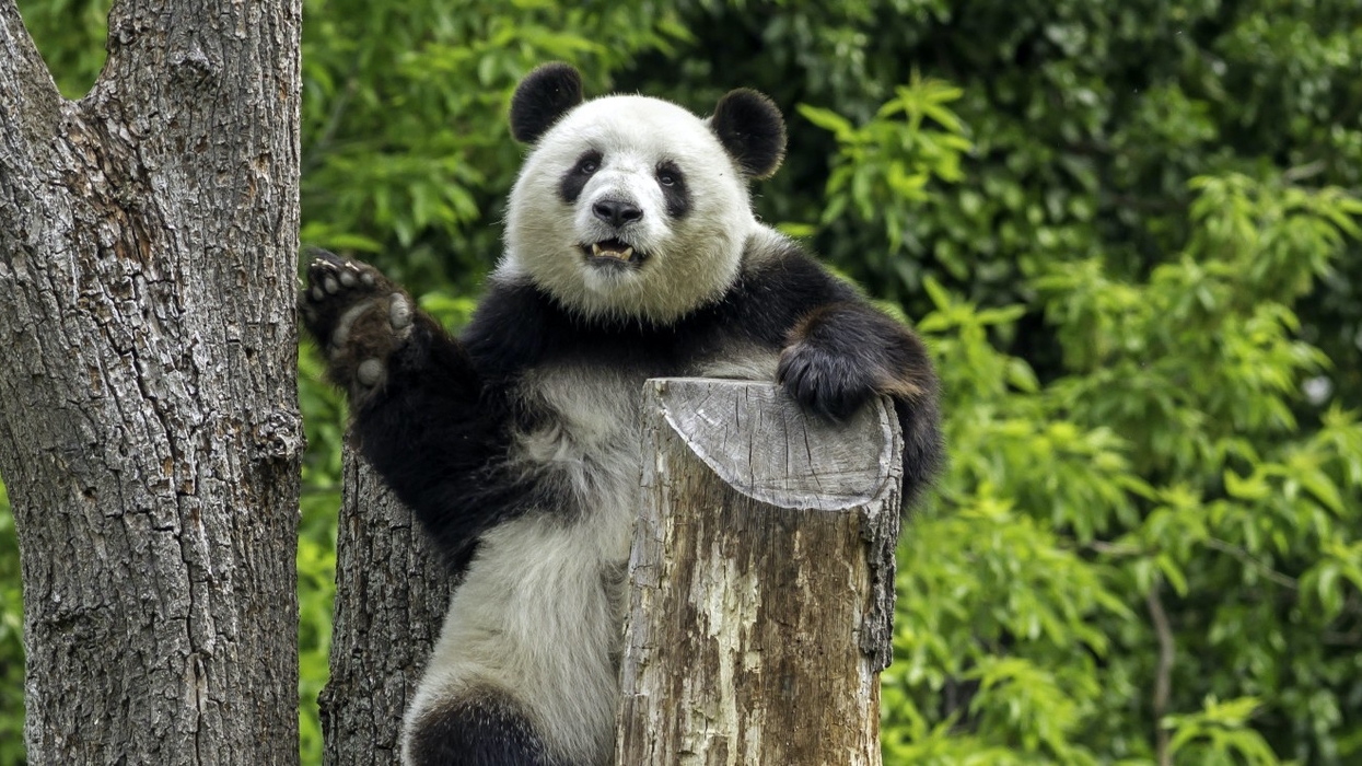 Panda at Berlin Zoo