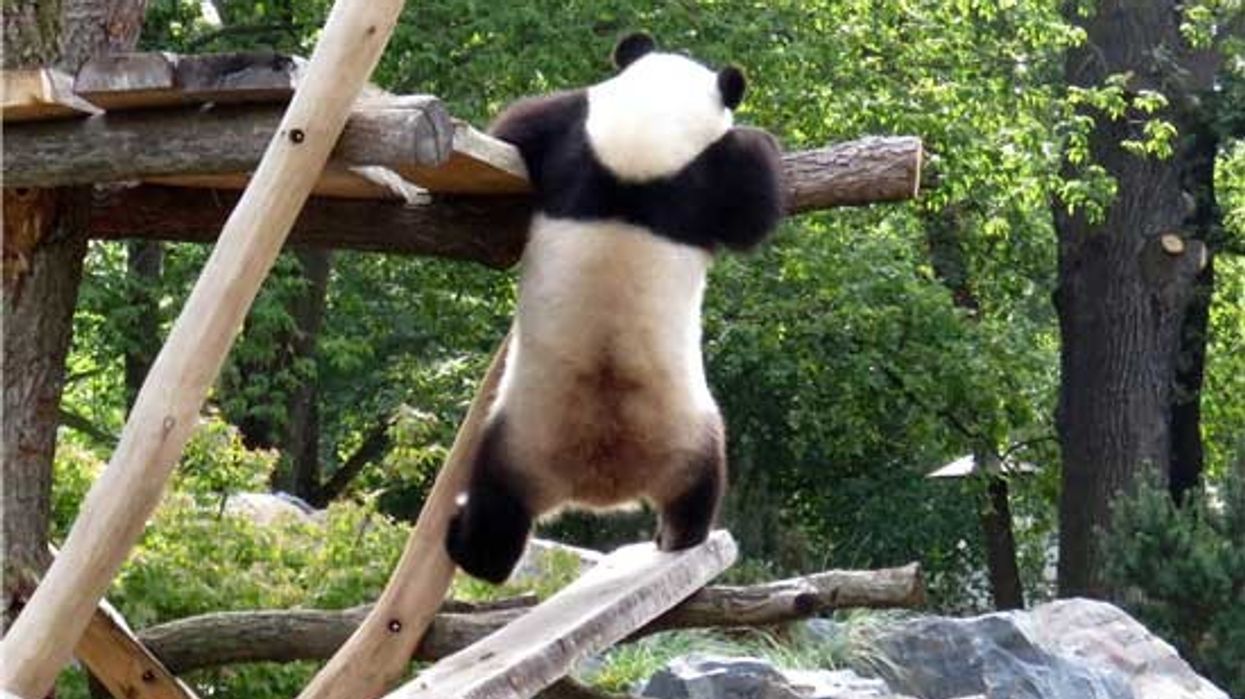 panda in trouble Hi, Panda