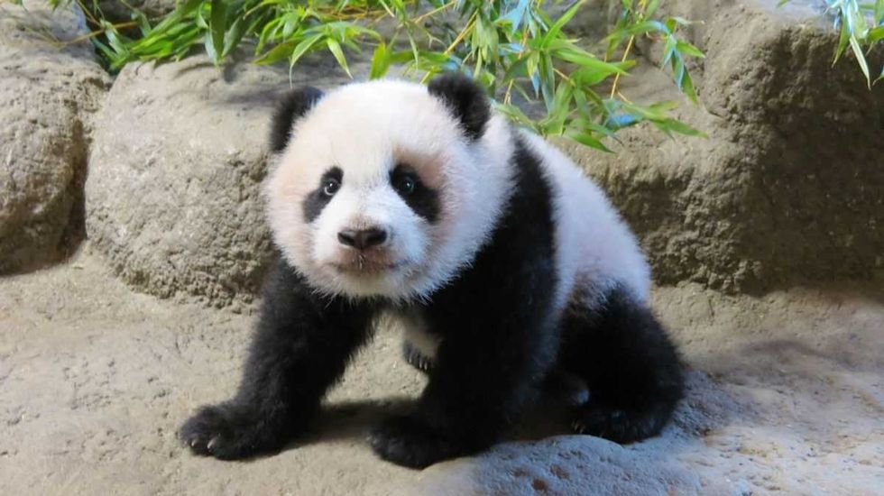 PANDA-Parques-Reunidos