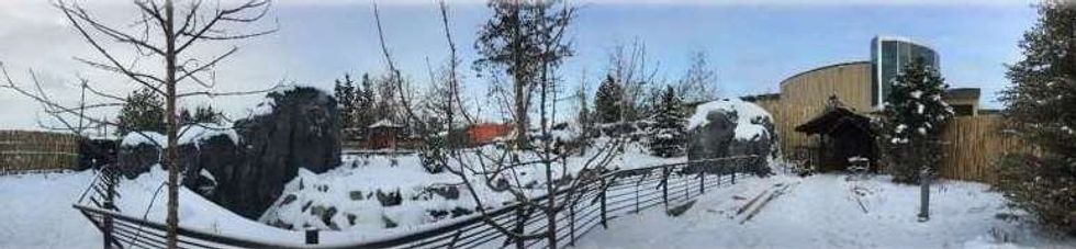 panda passage in the snow calgary zoo