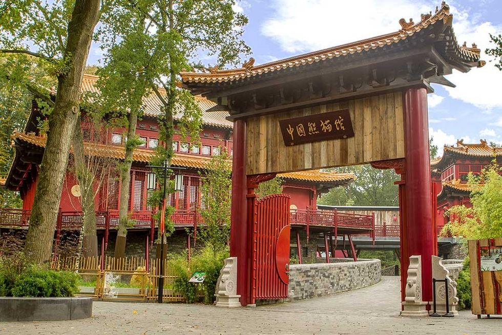 pandasia Ouwehands Zoo giant pandas