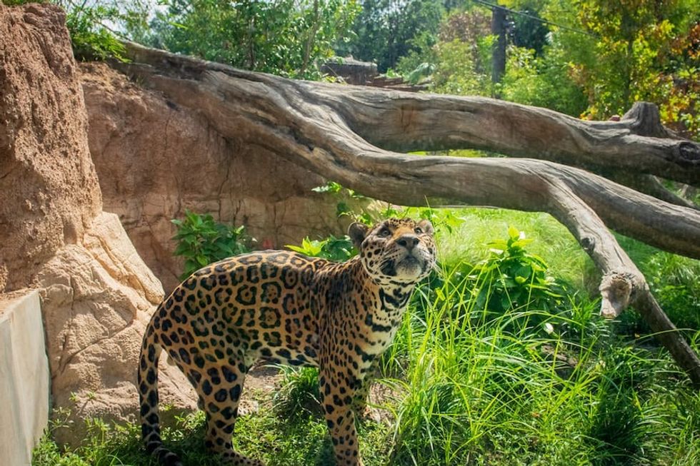 Pantanal-Tesoro-Jaguar