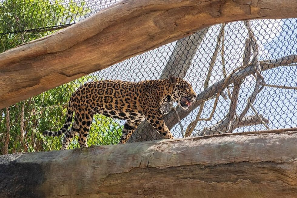 Pantanal-Tesoro-Jaguar