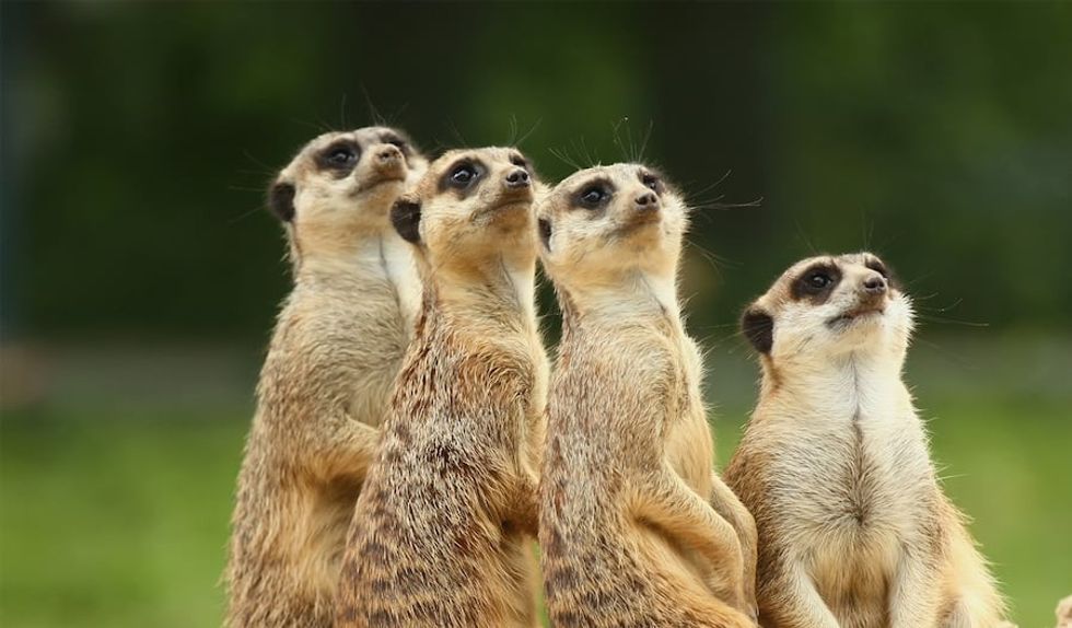 Paradise Country - Meerkats