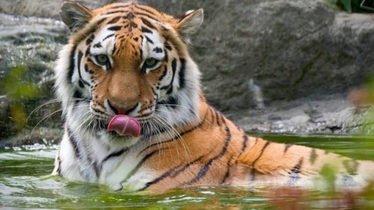 paradise wildlife park