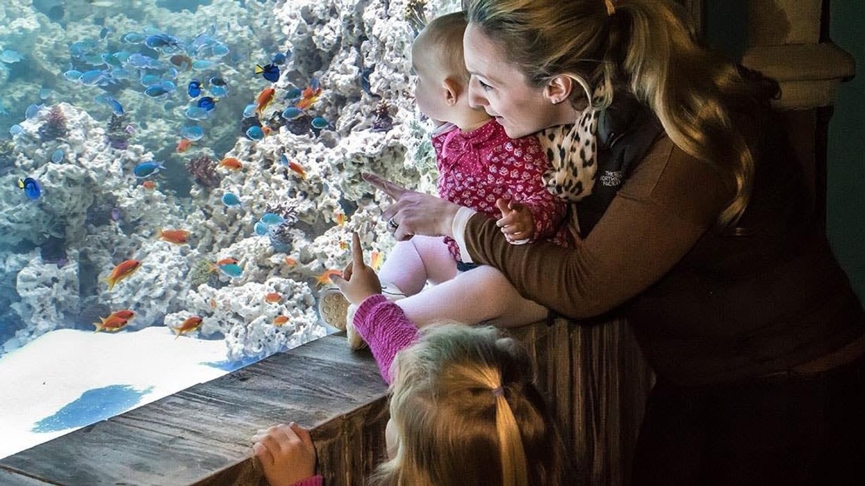 parent and toddler at sealife convious