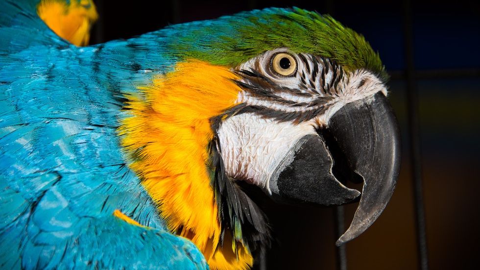 Parrot at Hattiesburg Zoo