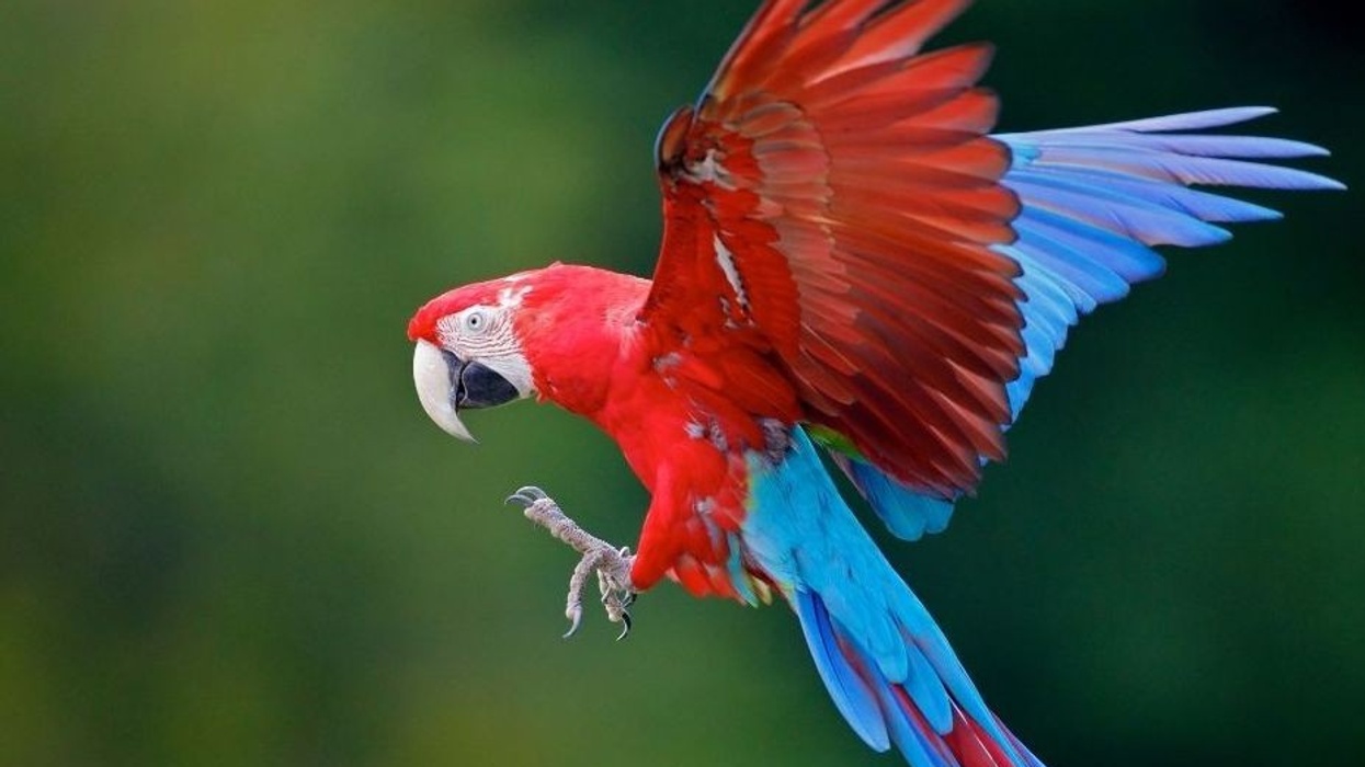 Parrot Species360