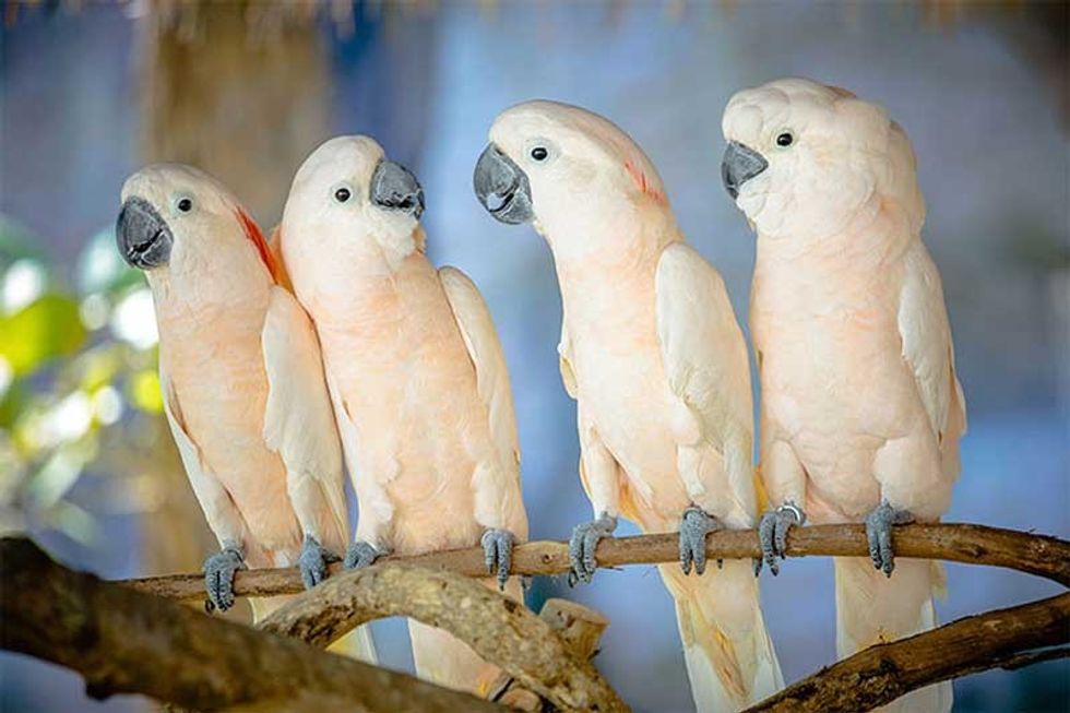 parrots Ramoji Film City