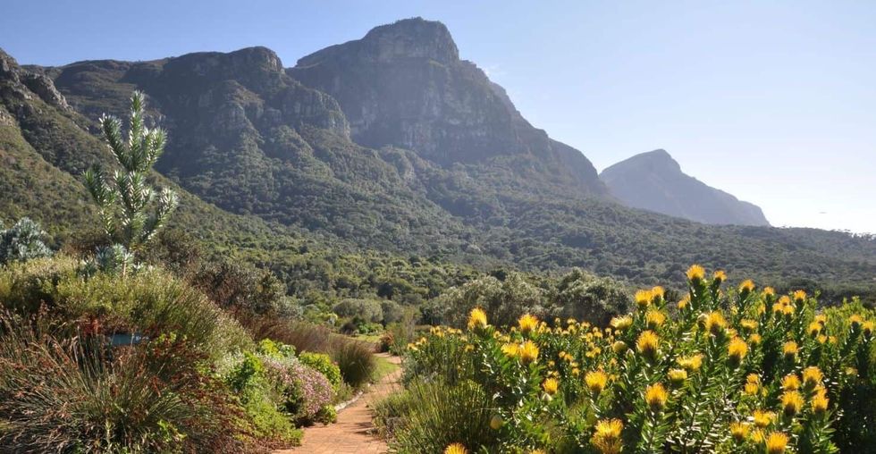 Path through vibrant botanicals at Kirstenbosch National Botanic Garden with majestic mountains in the background.