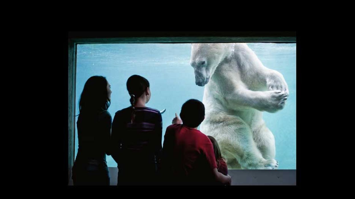 PDZA polar bear arctic tundra