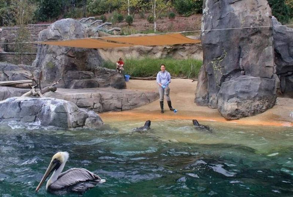pelican and seals being fed at zoo