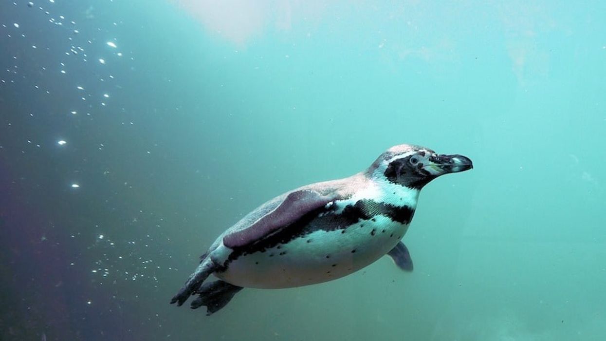 penguin AZA