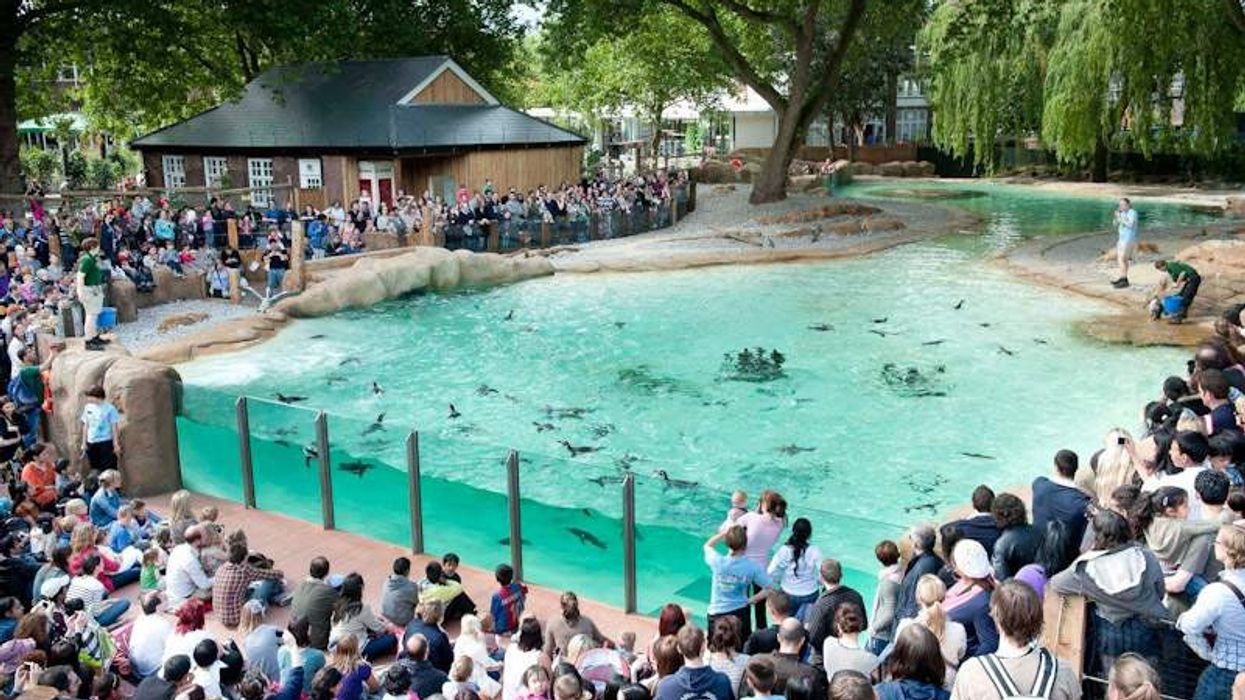 penguin beach at zsl london zoo