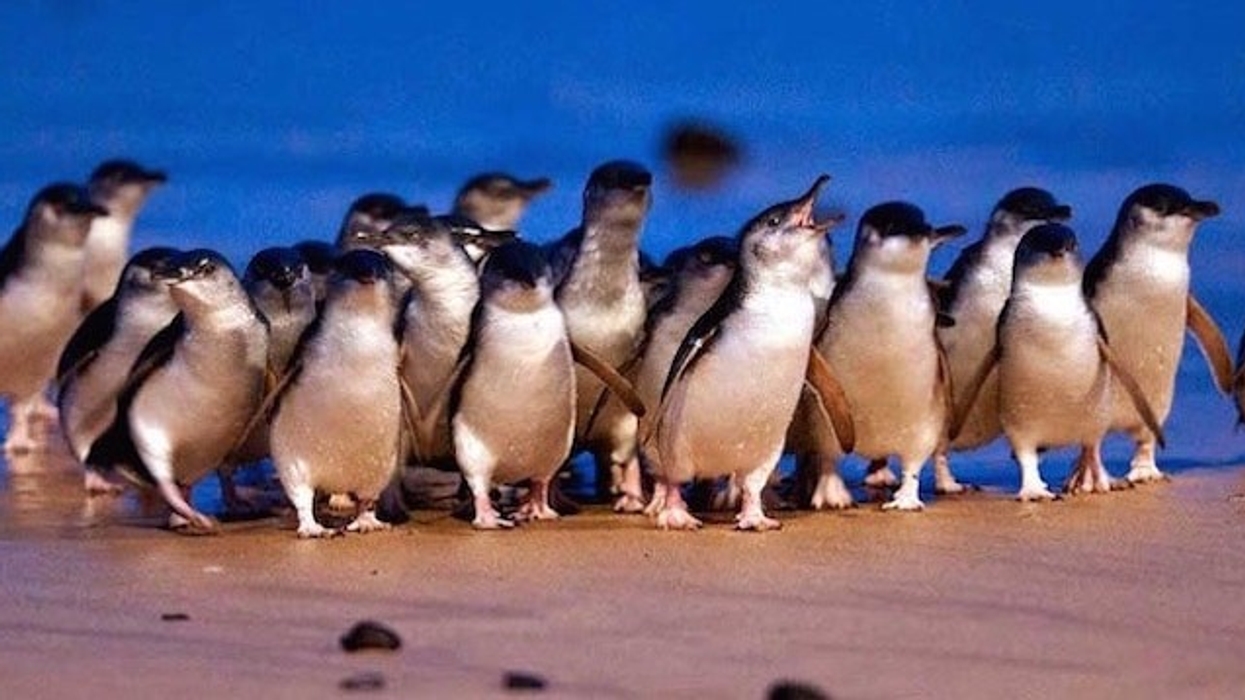 penguin parade phillip island