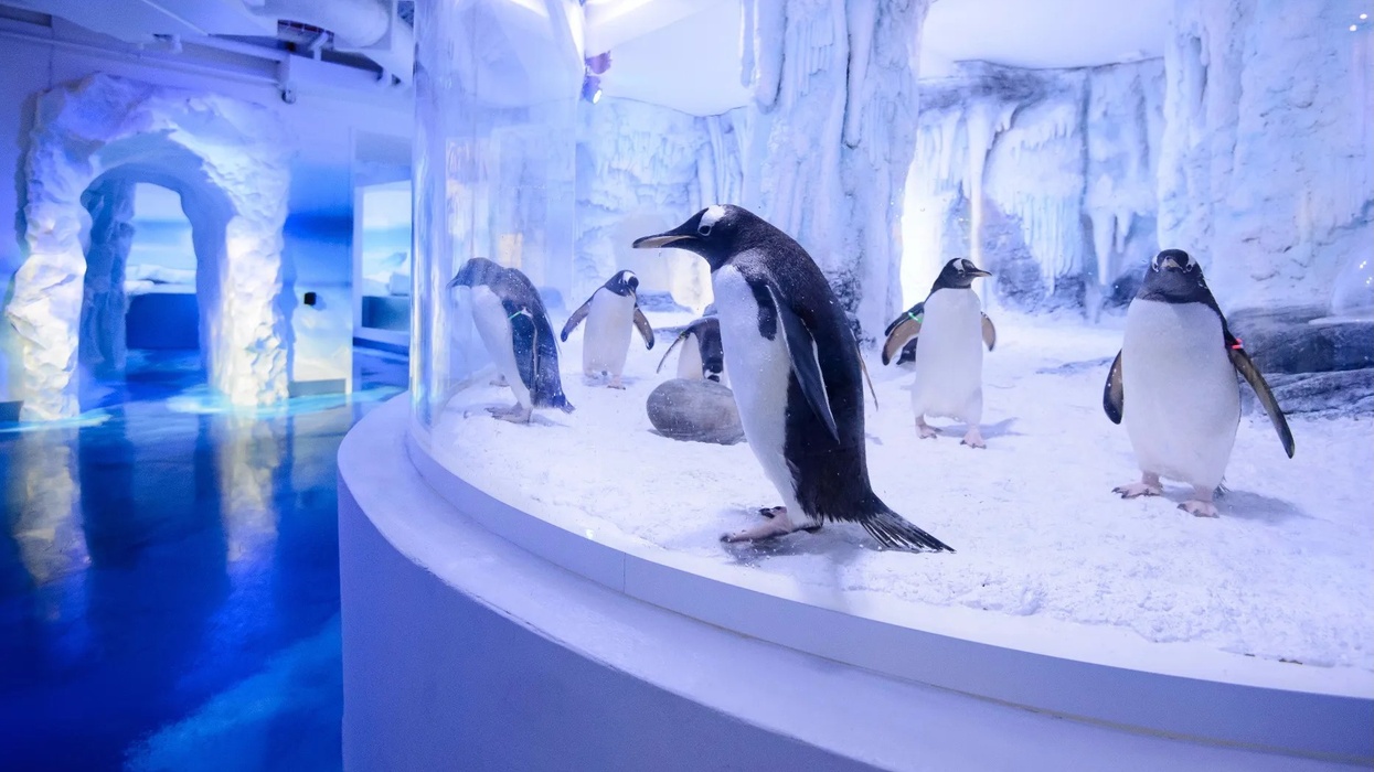 penguin point sea life aquarium