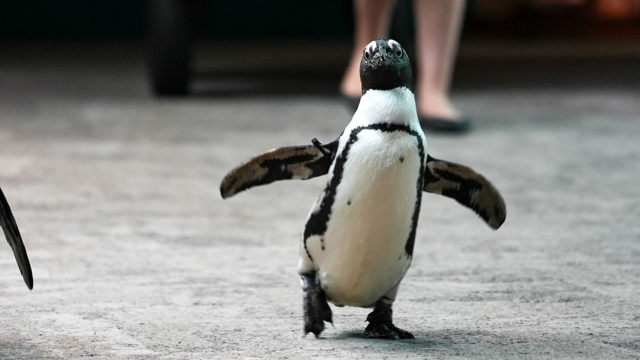 penguin waddle florida aquarium