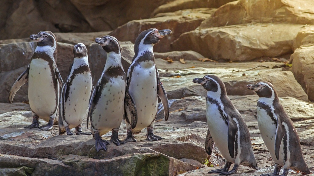 Penguins at Zoo Berlin