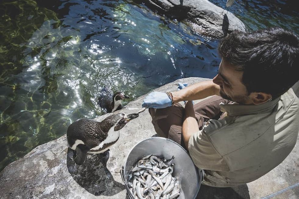 penguins Barcelona Zoo animalist