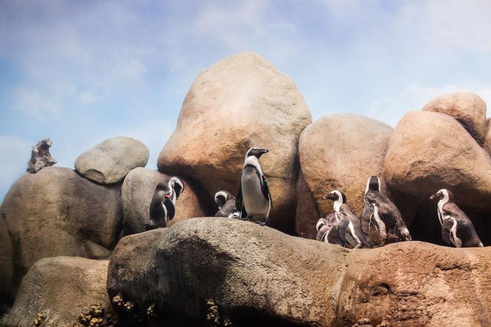 Penguins ©Kathryn_Whitney steinhart aquarium f