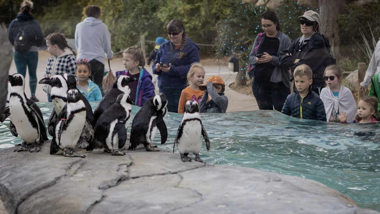 Penguins Denver Zoo